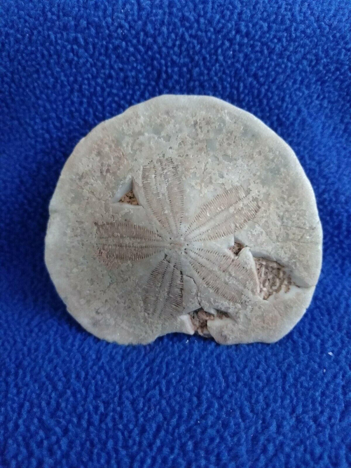 S34 Fossilized Sand Dollar 53mm Echinoid Sea Urchin Echinoderm Class Echinoidea