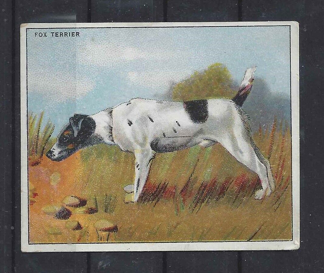 1924 Original Uk Dog Art Study Major Drapkin Cigarette Card Smooth Fox Terrier