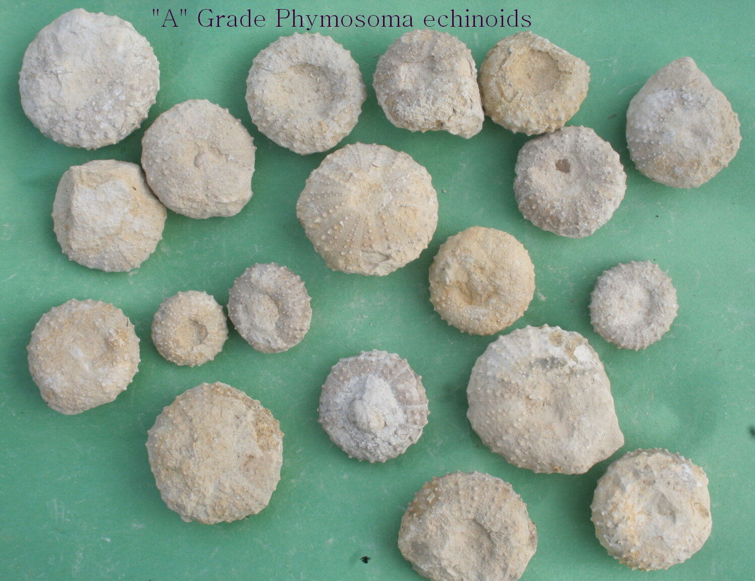 25 Phymosoma Echinoid Sea Urchins From Texas