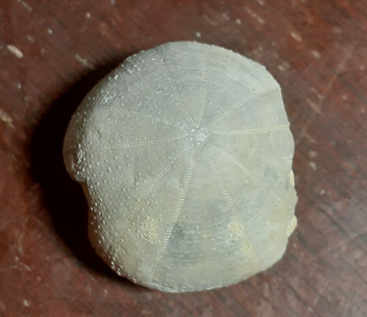 Fossil Echinoid - Coenholectypus Ovatus - Very Rare - Texas