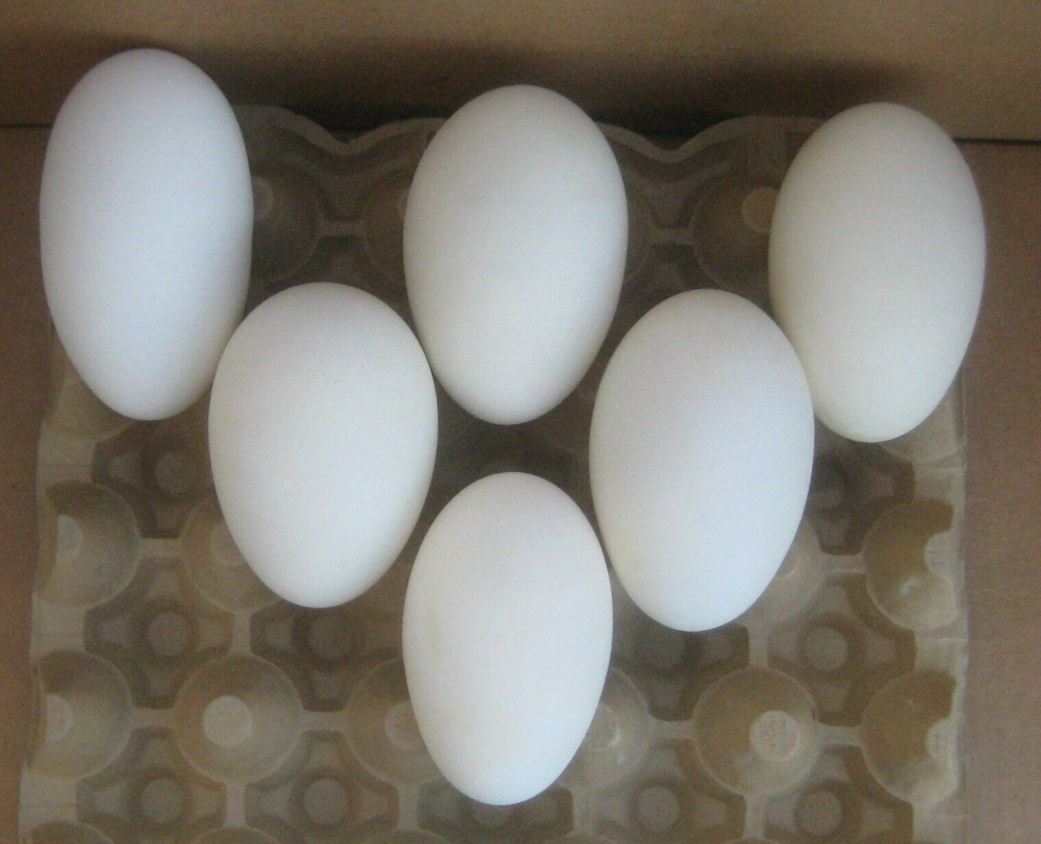 6 Empty Blown Goose Eggs Shell 3-3/4" Avg  *free Shipping*