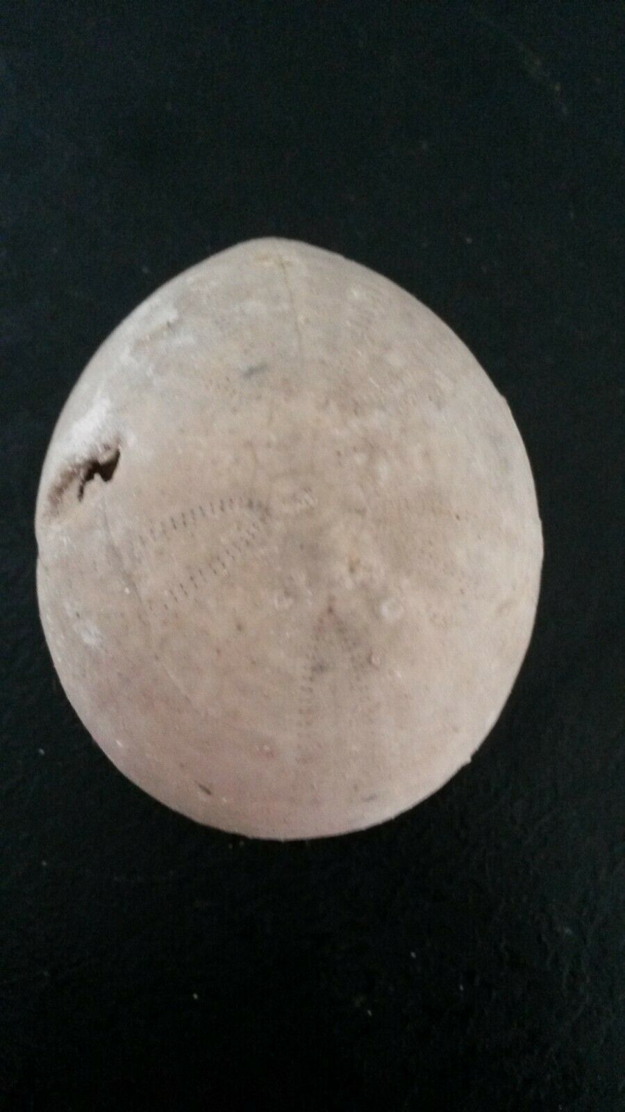 Echinochorys Orbis Sea Urchin Fossil Campanian Of / The 17 France Gh