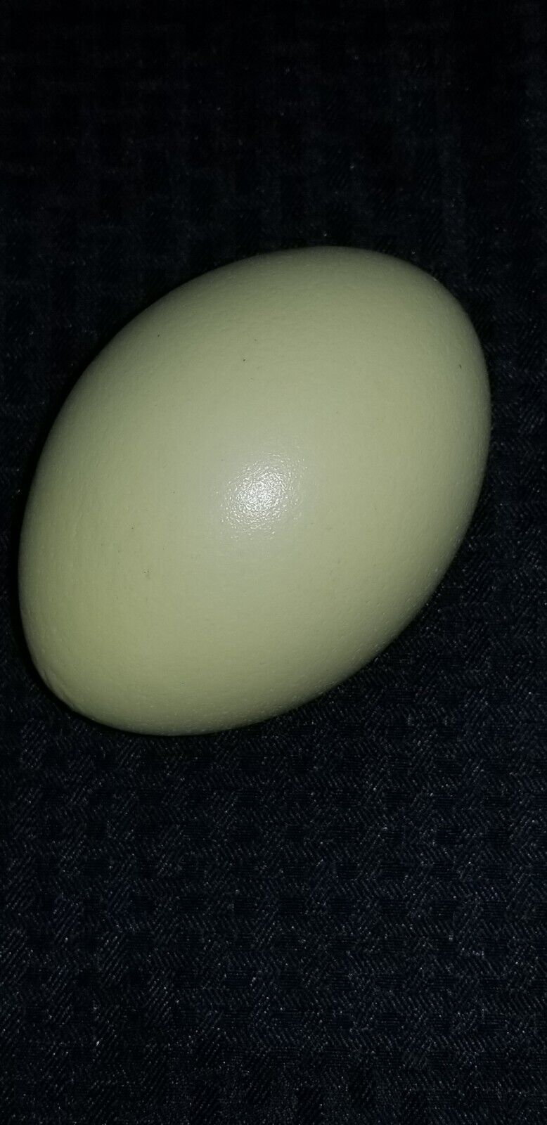 Rhea Egg Real Natural Blown Eggs