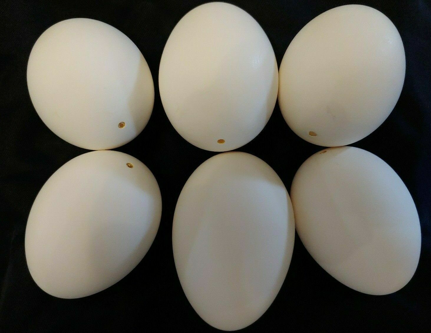 6 Empty Blown Goose Eggs Blown White Shell Pysanky Easter One Hole Free Shipping