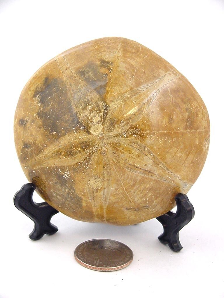 Butw Madagascar Sand Dollar Urchin Lapidary  Fossil With Stand  1928p