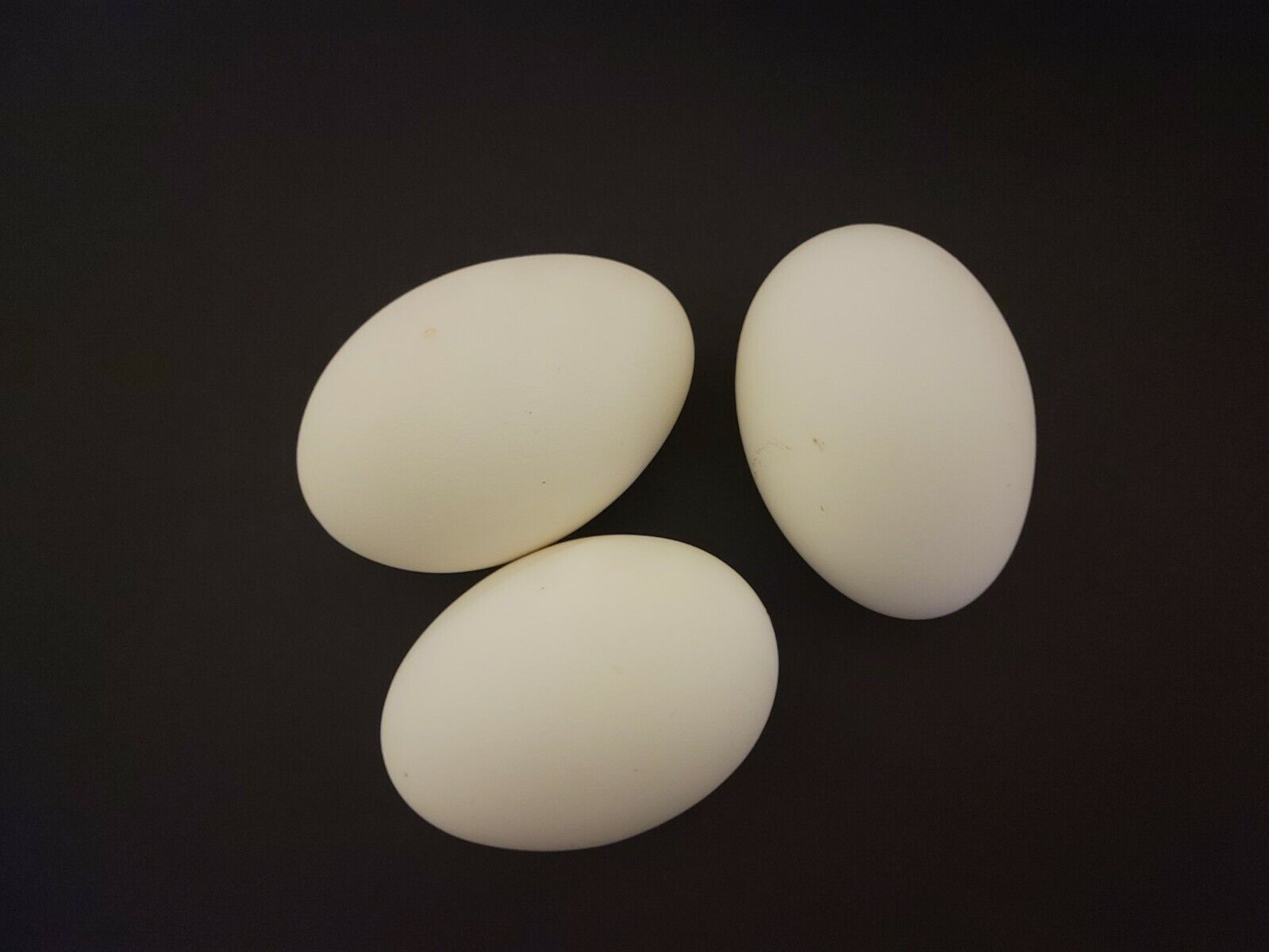 Hand Blown Goose Eggs, Quantity Of 3, 1/4" Single Hole, Cleaned