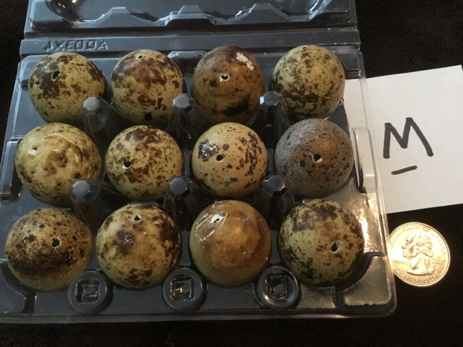 12 Blown Out Real Natural Color Coturnix Quail Eggs One Hole Easter Crafts Lot M
