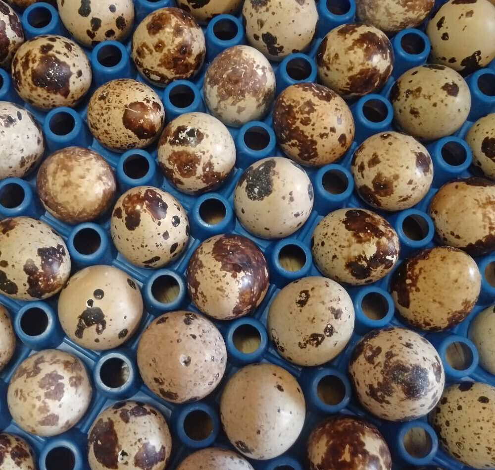 3 Dozen + Quail Eggs - Hand Blown With Single Hole, Sterilized