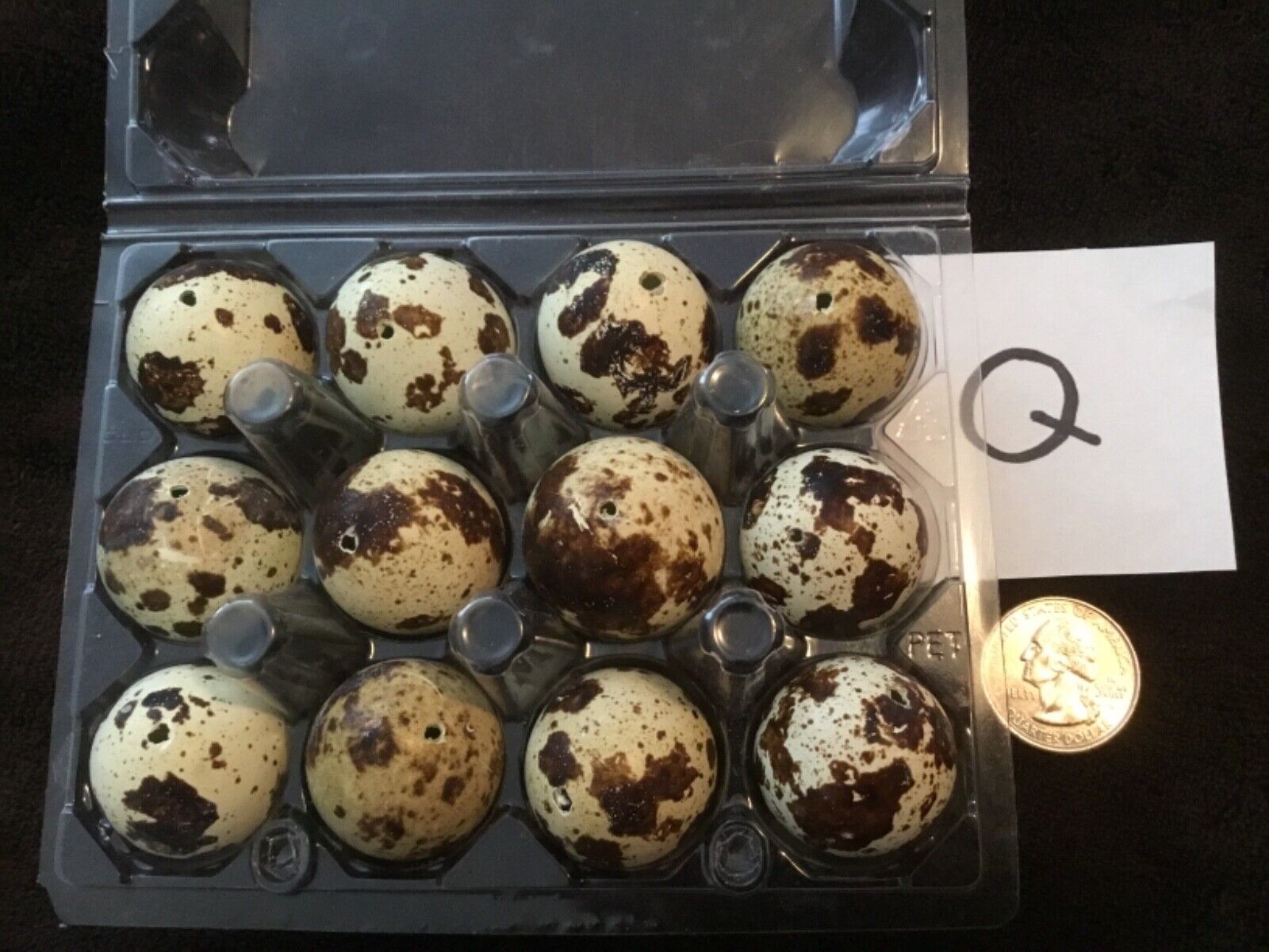 12 Blown Out Real Natural Color Coturnix Quail Eggs One Hole Easter Crafts Lot Q