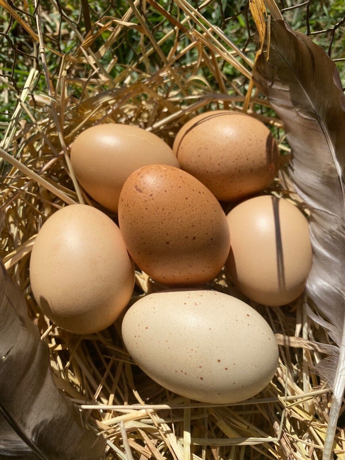 6 Hollow Blown Out Light Brown Eggs From Free-range Hens