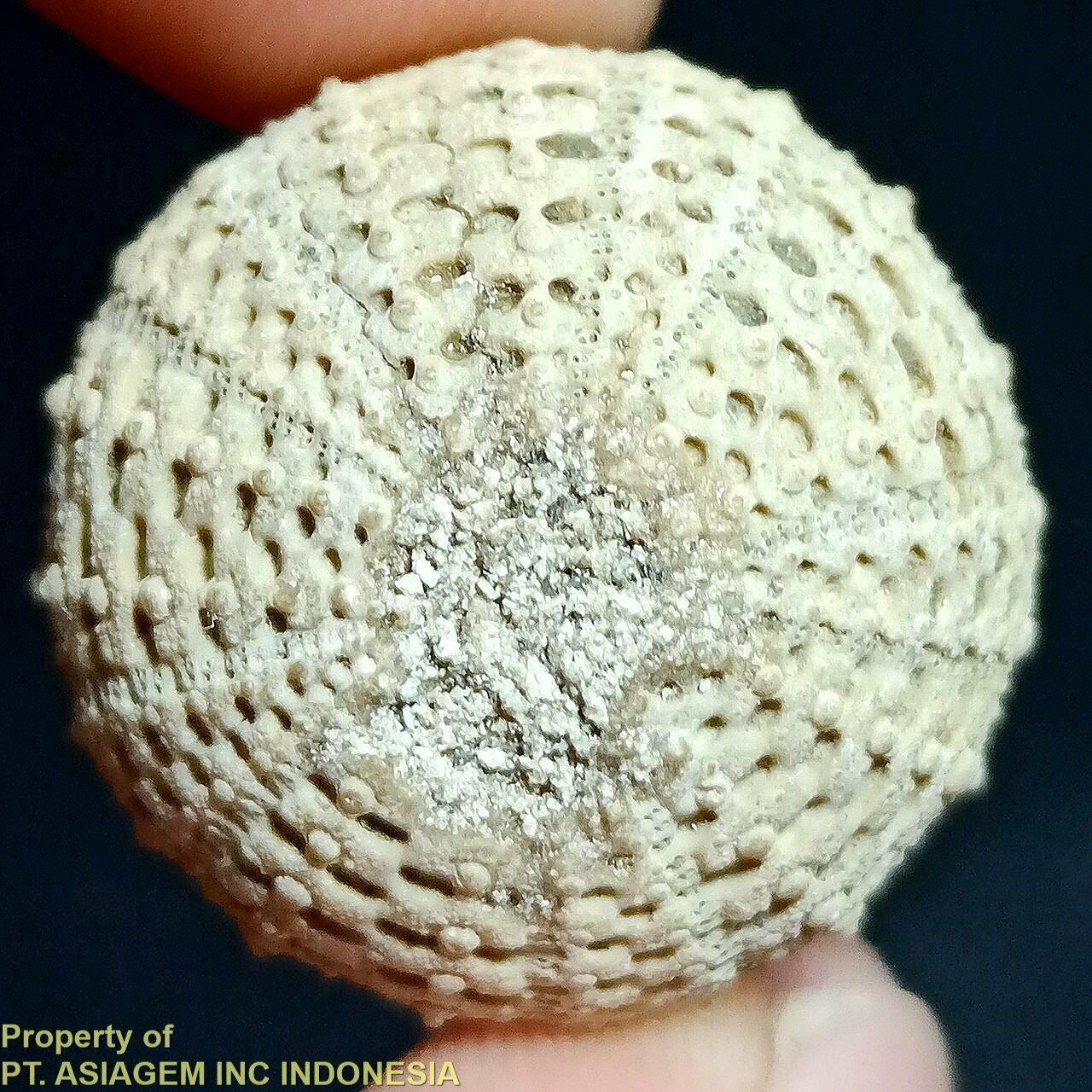 20mm Brown Gray White Natural Indonesia Echinoid Fossil Sea Urchin ~jurassic Age