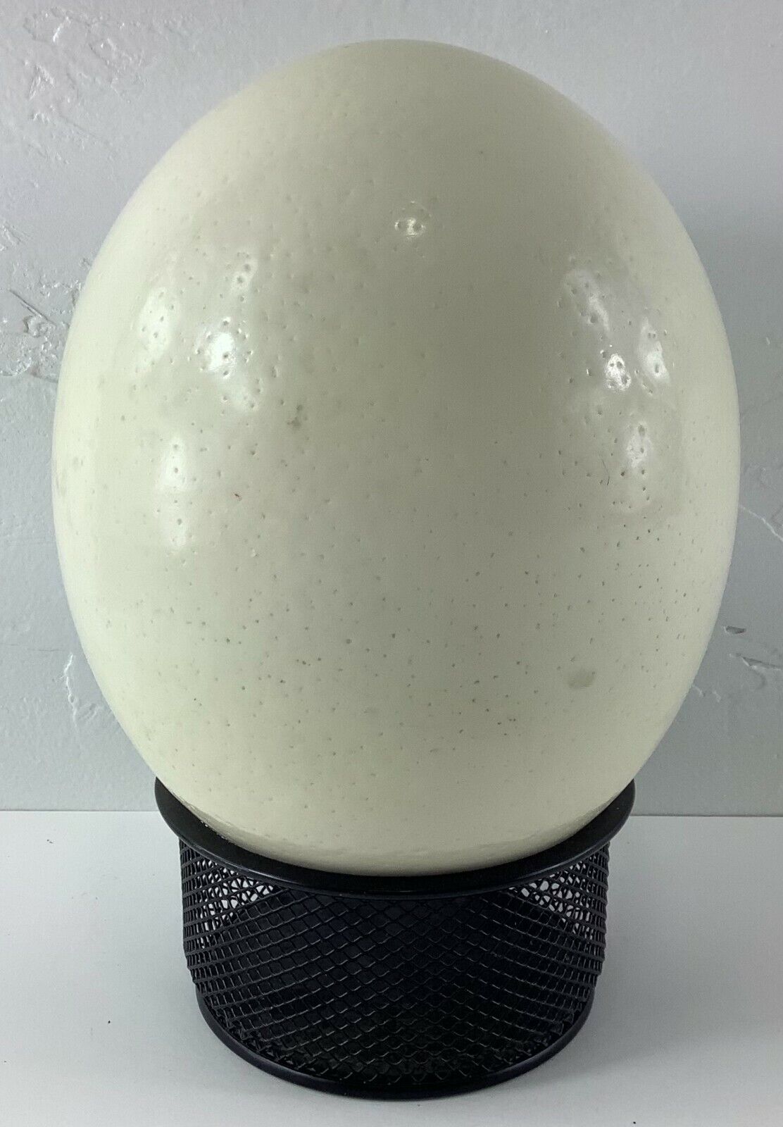 Blown Out Ostrich Egg Empty Shell 6.25" L X 5" W