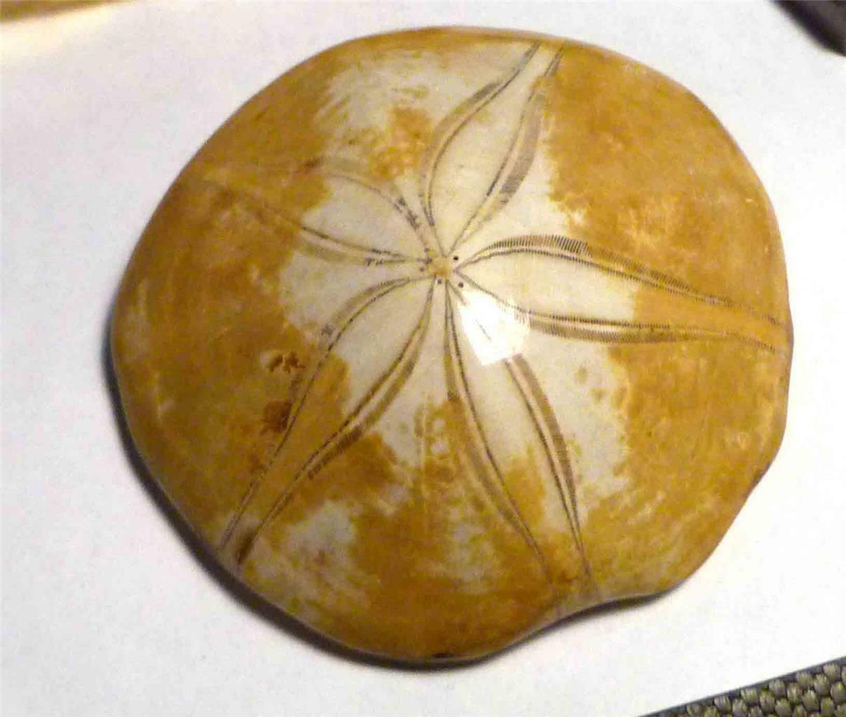 Excellent Clypeasteroid Fossil Excellent Star Polished Jewel Sand Dollar 2 3/4"