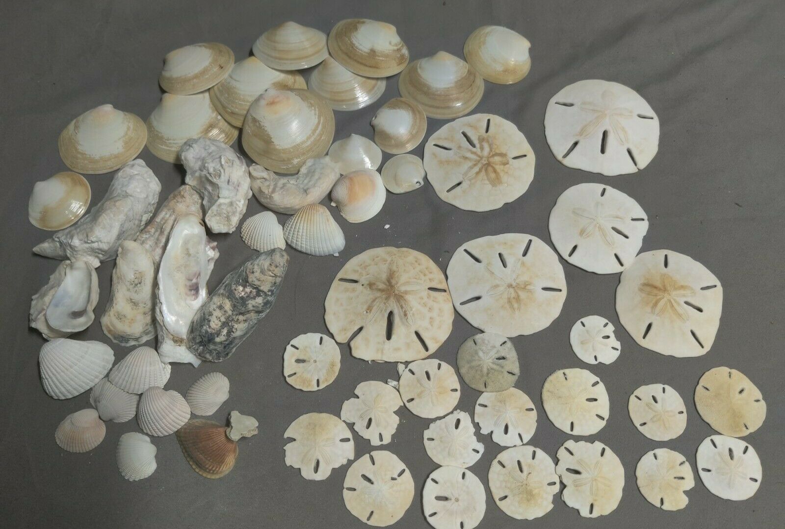 Sand Dollar And Shell Lot